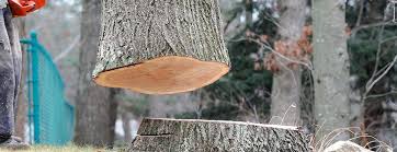 Best Tree Removal  in Elizabeth City, NC