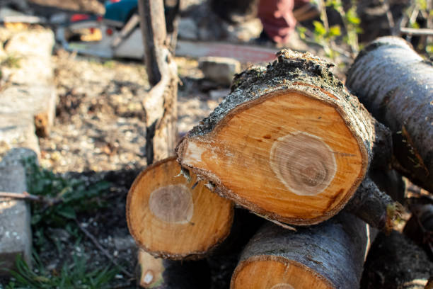 Best Hazardous Tree Removal  in Elizabeth City, NC