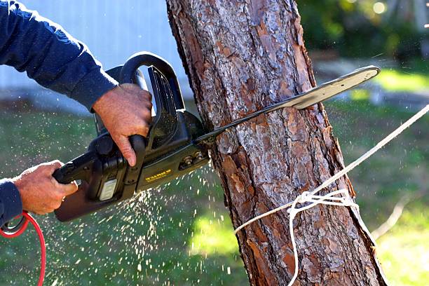 How Our Tree Care Process Works  in  Elizabeth City, NC