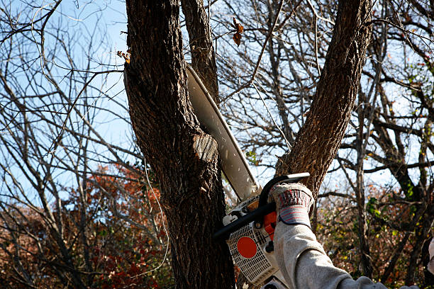 Best Pest Control for Lawns  in Elizabeth City, NC
