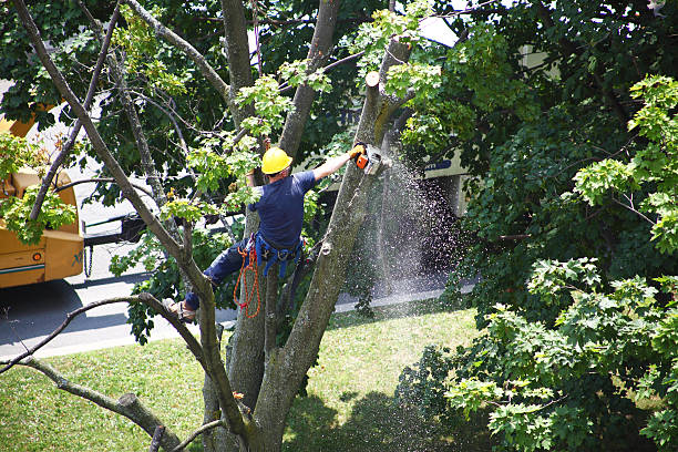 Best Tree Disease Treatment  in Elizabeth City, NC