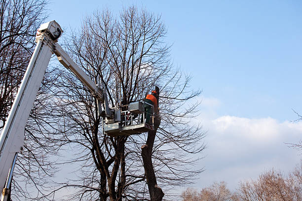 Best Commercial Tree Services  in Elizabeth City, NC