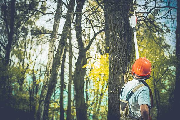  Elizabeth City, NC Tree Care Pros