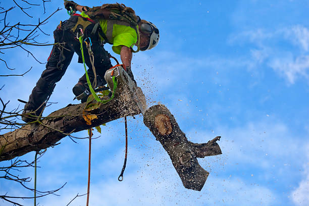  Elizabeth City, NC Tree Care Pros